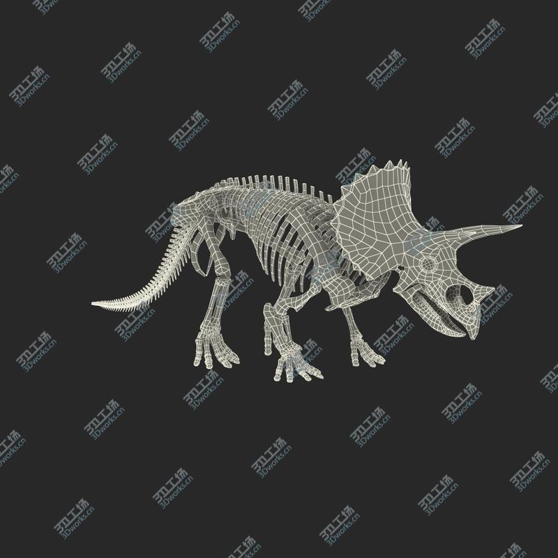 images/goods_img/20210319/Triceratops Skeleton/4.jpg